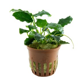 Anubias barteri var. nana Kirin - potte