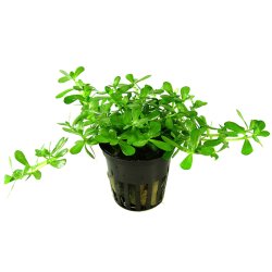 Bacopa monnieri 'Compact' - potte