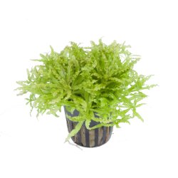 Pogostemon helferi - potte