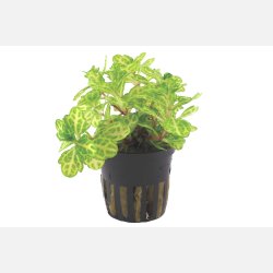 Shinnersia rivularis 'Weiss-Grn' - potte