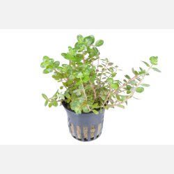 Rotala rotundifolia - potte