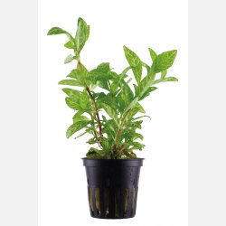 Hygrophila polysperma 'Rosanervig' - potte