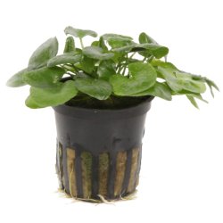 Nymphoides hydrophylla 'Taiwan' - potte