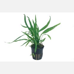 Microsorum pteropus 'Narrow' - potte