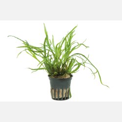  Microsorum pteropus 'Trident' - potte