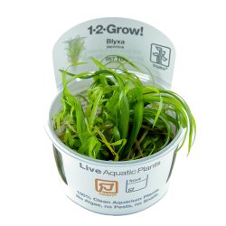 Blyxa japonica - 1-2-grow