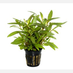 Hygrophila corymbosa 'Siamensis 53B' - potte