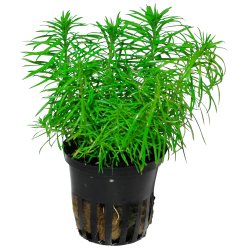 Pogostemon deccanensis - potte