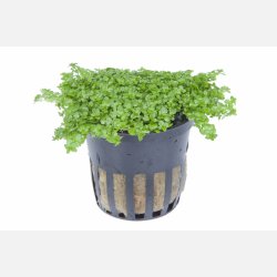 Micranthemum callitrichoides Cuba - potte