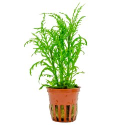Hygrophila odora Difformis - potte