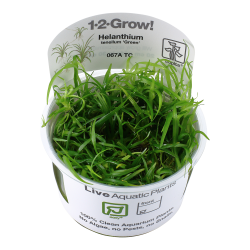 Helanthium tenellum 'Green' - 1-2-grow