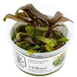 Lysimachia parvifolia �Red� - 1-2-grow