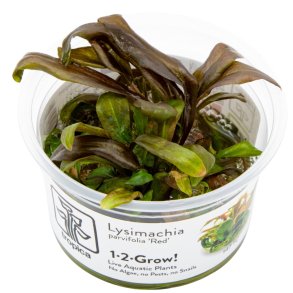 Lysimachia parvifolia �Red� - 1-2-grow