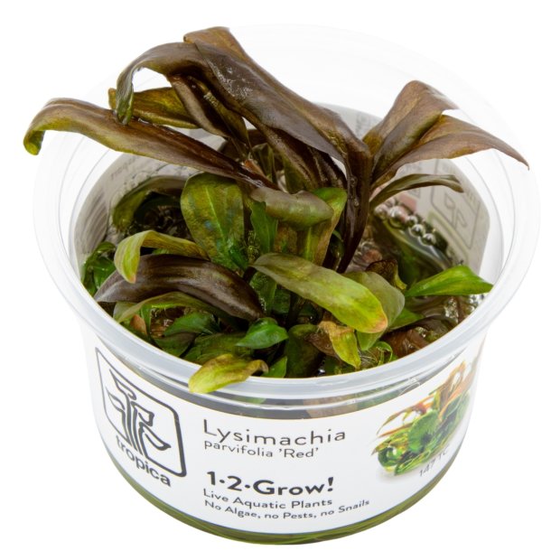 Lysimachia parvifolia �Red� - 1-2-grow