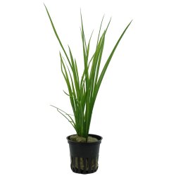 Cyperus helferi - potte