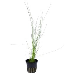 Eleocharis montevidensis - potte
