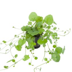 Cardamine lyrata - potte