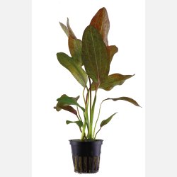Echinodorus 'Ozelot' - potte