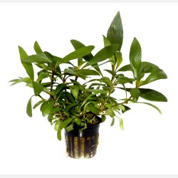 Hygrophila costata - potte