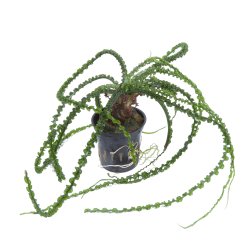Crinum calamistratum - potte