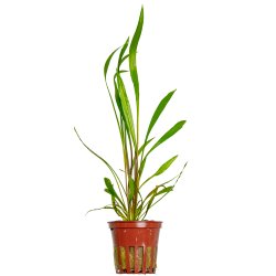 Cryptocoryne spiralis 'Red' - potte