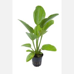 Echinodorus 'Aquartica' - potte