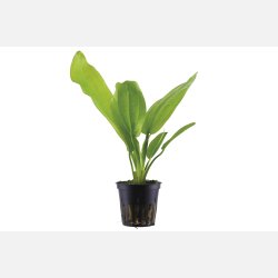 Echinodorus cordifolius 'Fluitans' - potte