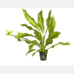 Echinodorus grisebachii 'Bleherae' - potte