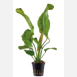Echinodorus 'Ozelot Green' - potte