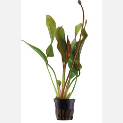 Echinodorus 'Red Diamond' - potte