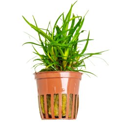 Eriocaulon sp. 'Vietnam' - potte