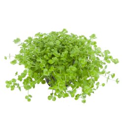 Micranthemum umbrosum - potte