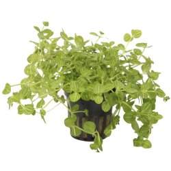 Lindernia rotundifolia - potte