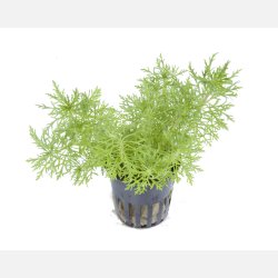 Limnophila aquatica - potte