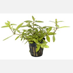 Hygrophila polysperma - potte