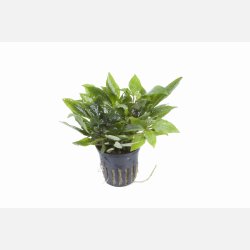 Hygrophila corymbosa 'Compact' - potte