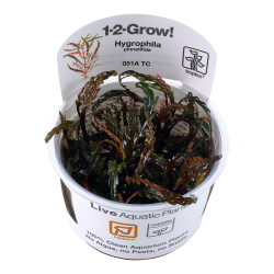 Hygrophila pinnatifida - 1-2-grow
