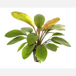 Echinodorus 'Ros�' - potte