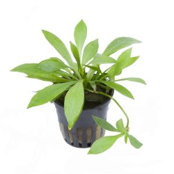 Helanthium bolivianum 'Quadricostatus' - potte