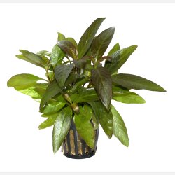 Hygrophila corymbosa 'Stricta' - potte