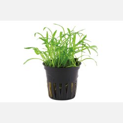 Lilaeopsis brasiliensis - potte