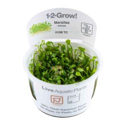 Marsilea minuta - 1-2-grow