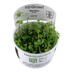 Marsilea hirsuta - 1-2-grow