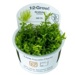 Gratiola viscidula - 1-2-grow
