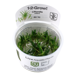 Littorella uniflora - 1-2-grow