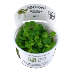 Limnobium laevigatum - 1-2-grow