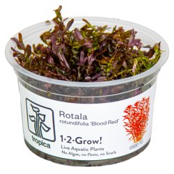 Rotala rotundifolia 'Blood Red' - 1-2-grow