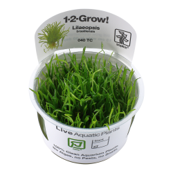 Lilaeopsis brasiliensis - 1-2-grow