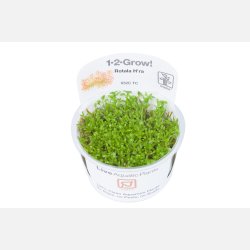 Rotala rotundifolia 'H'ra' - 1-2-grow
