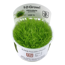 Utricularia graminifolia - 1-2-grow
